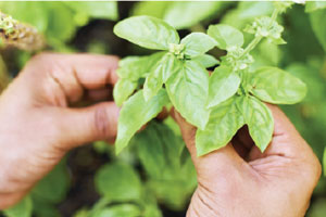 Tops Markets recently launched a new locally grown potted herb program.