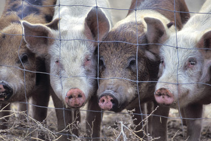 Pork prices should start to drop at retail starting the second half of 2014.