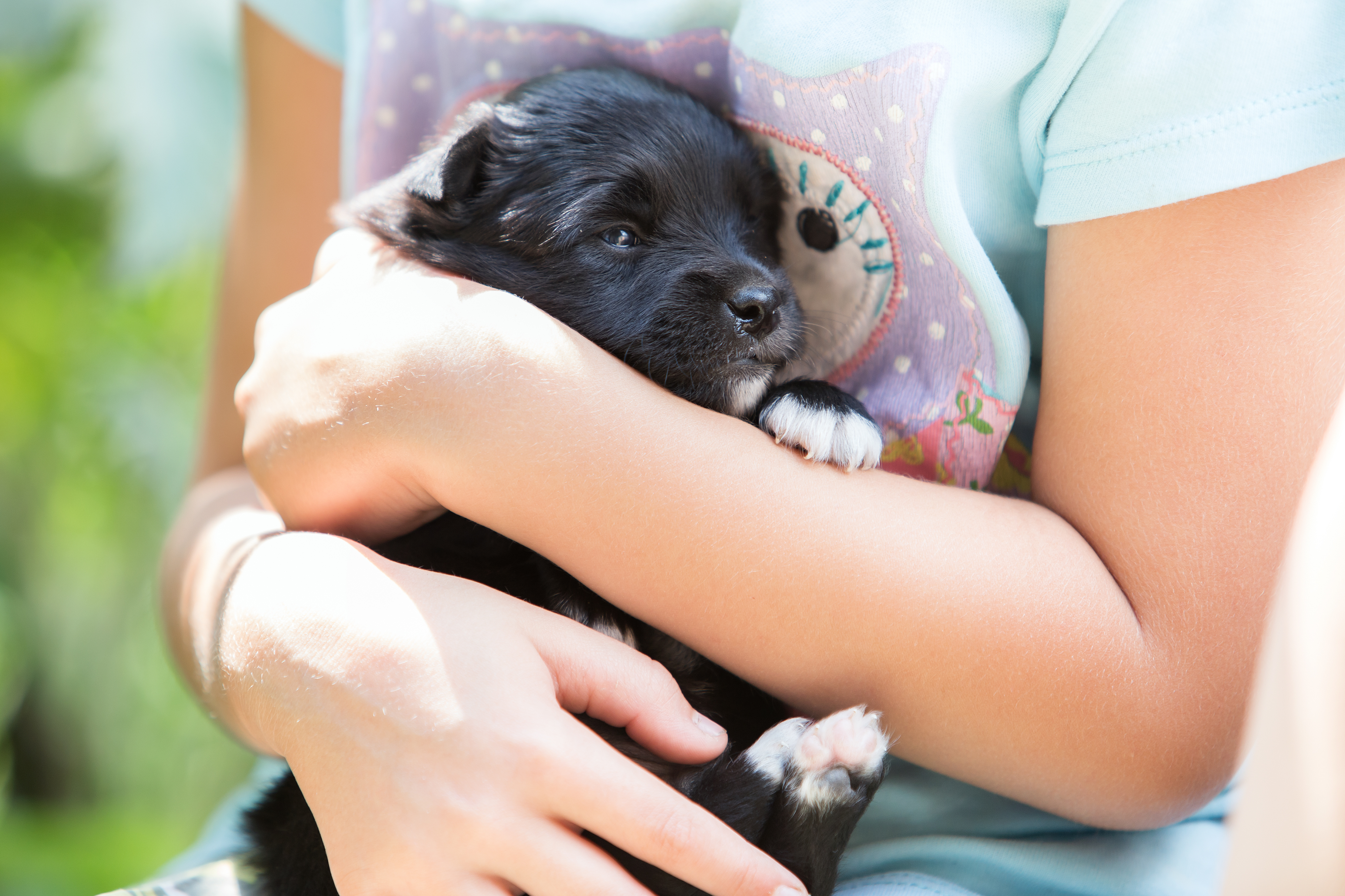 Pet Adoptions On The Rise Boosting Product Sales Supermarket News
