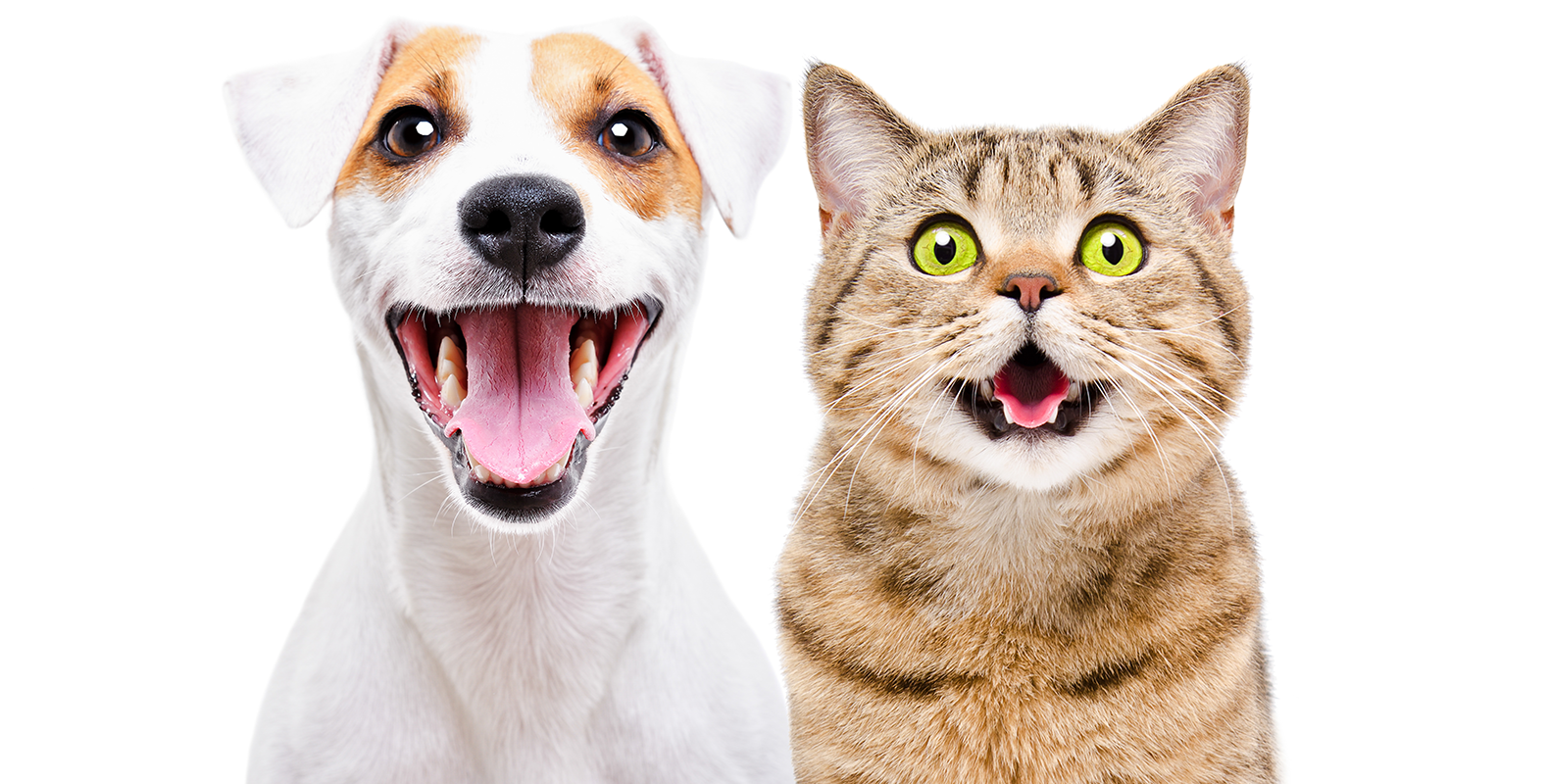 Pet food, cat litter bright spots in 