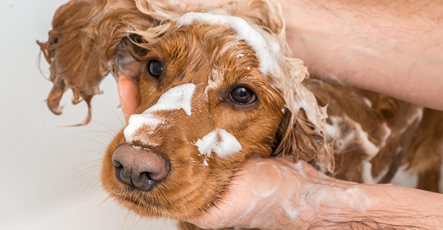 Increased pet grooming at home creates an opportunity for retailers |  Supermarket News