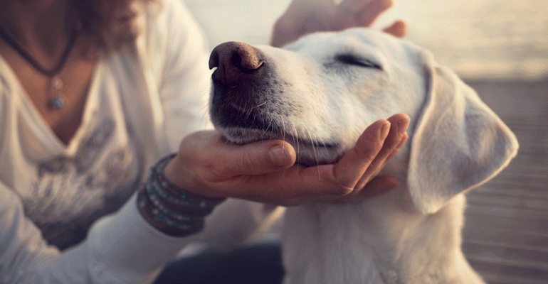 Pets during COVID-ThinkstockPhotos-532262202_0.gif