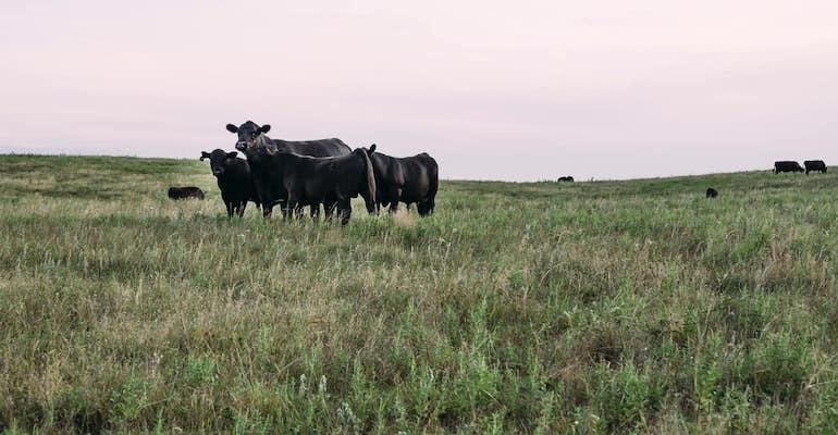 Sustainable Beef LLC-cattle grazing.jpg