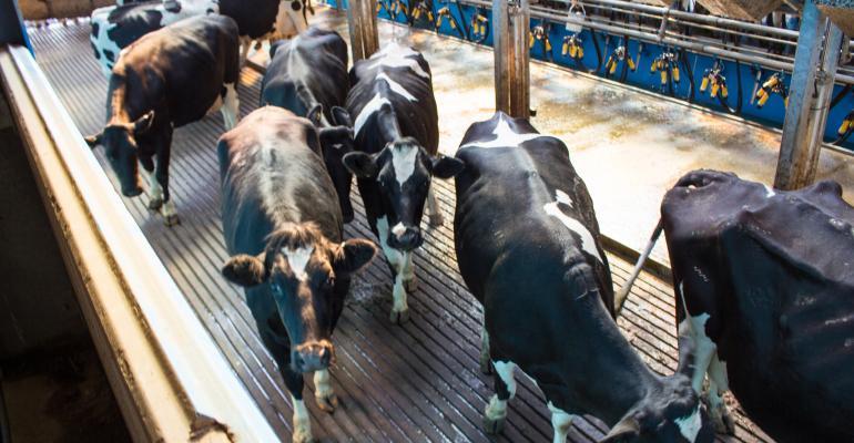 dairy cows entering milking parlor_Hillview1_iStock_Getty Images-533853414.jpg