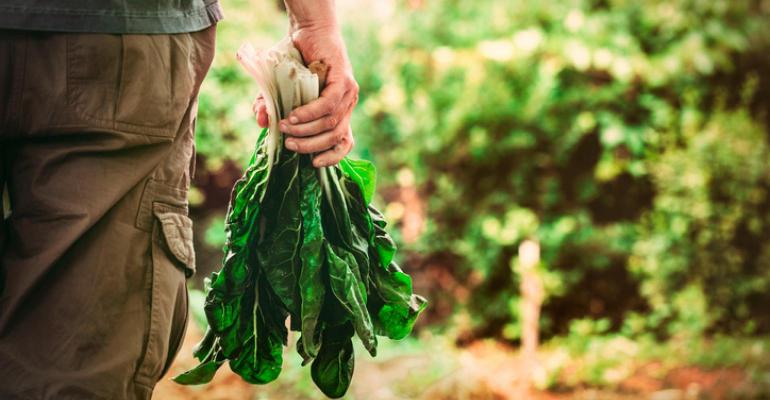 farmer-harvesting-lettuce_3.txt.jpeg