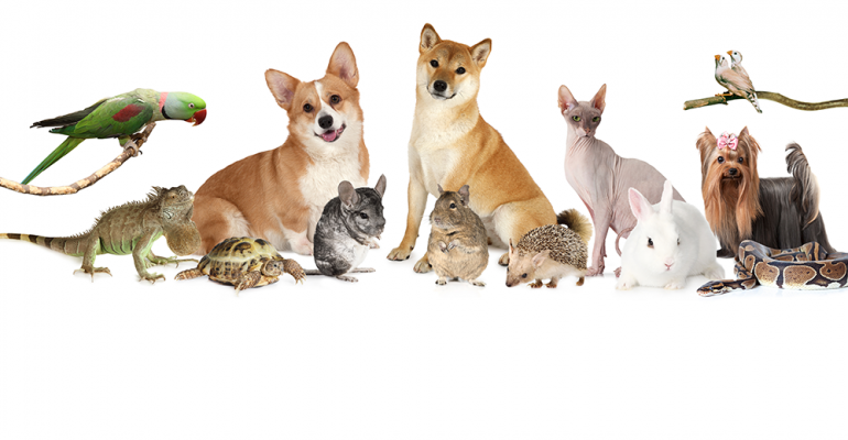 petvariety.png