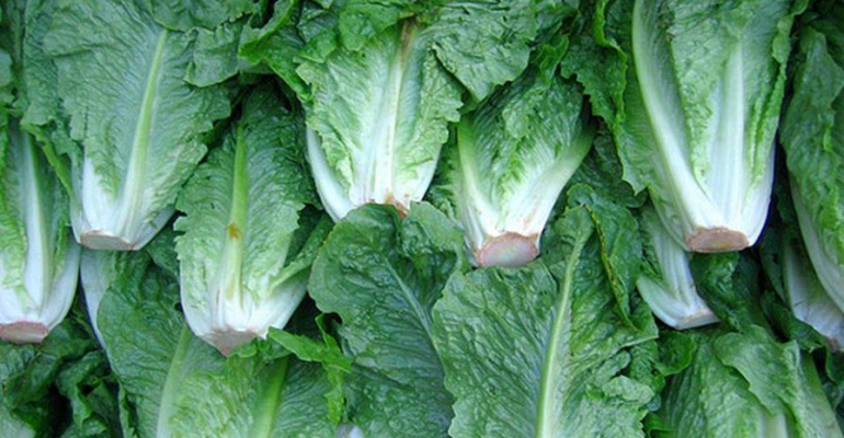 romaine_lettuce_closeup_0[1].png