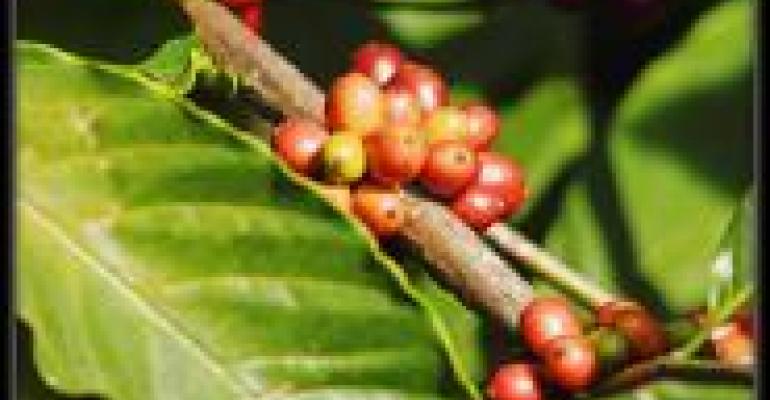 Coffee Retains Organic Sales Title