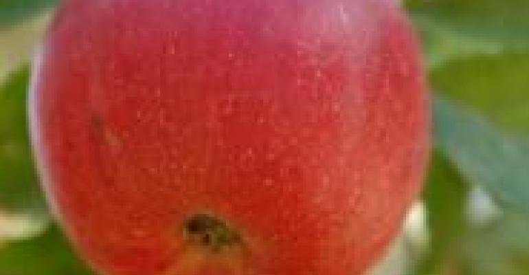 Organic Apple Production Blooms