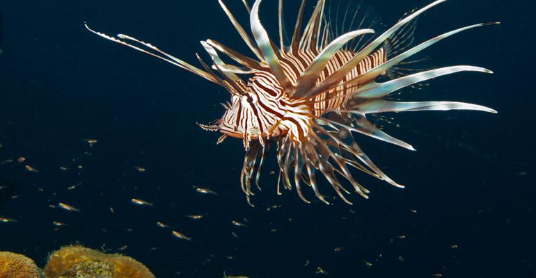 Wegmans sells invasive fish