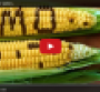 The Lempert Report: Fighting the fear of GMOs (video)