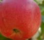 Organic Apple Production Blooms