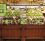 Ralphs Debuts Local Artichoke Varieties