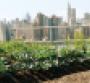 Up on the Roof: Urban Agriculture