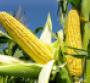 Wal-Mart Takes a Stance on GM Foods