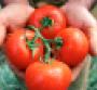 Forty percent of winter tomatoes sold in the US come from Mexico according to the Fresh Produce Association