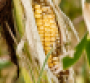 ldquoHow much corn we grow next summer is absolutely essentialrdquo says one ag expert