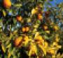 In California cold weather led to citrus crop damage