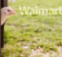 Walmart announces sweeping update to animal welfare policy