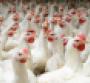 Whole Foods to source slow-growing chickens by 2024