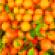 Oranges(G)-small.jpg