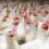 Whole Foods to source slow-growing chickens by 2024
