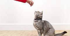 Pet treats cat-GettyImages-641209398.jpg