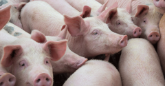 meat conference- pigs-livestock-getty-promo_0.png