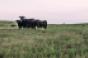 Sustainable Beef LLC-cattle grazing.jpg
