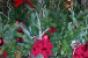 Gallery: Festive floral at A&amp;P&#039;s Waldbaum&#039;s