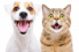 pet-care-coronavirus-happy-dog-and-cat.png