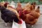 Report Criticizes Organic Egg Producers