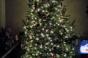 Why the Greenest Christmas Tree is a Rental
