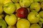 Apples Top Produce’s Dirty Dozen List