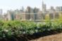 Up on the Roof: Urban Agriculture