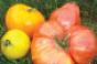 Heirloom tomatoes are favorites but consumers also enjoy turnips carrots and others