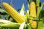 Wal-Mart Takes a Stance on GM Foods