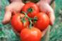 Forty percent of winter tomatoes sold in the US come from Mexico according to the Fresh Produce Association