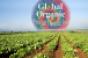A Fresh Start for Wholesaler Global Organic