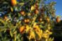 In California cold weather led to citrus crop damage