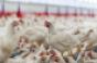 Chicken Council responds to consumer misperceptions with digital campaign