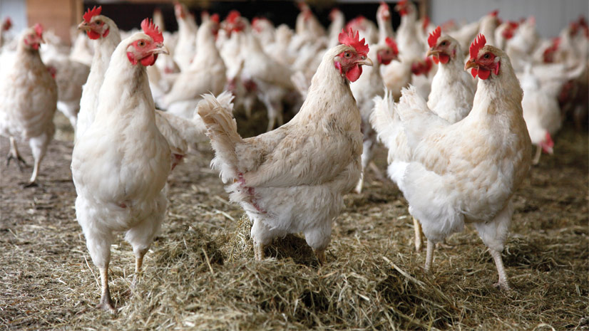 Chicken will benefit from low feed prices first, possibly by the end of 2013, when retail prices are expected to fall.