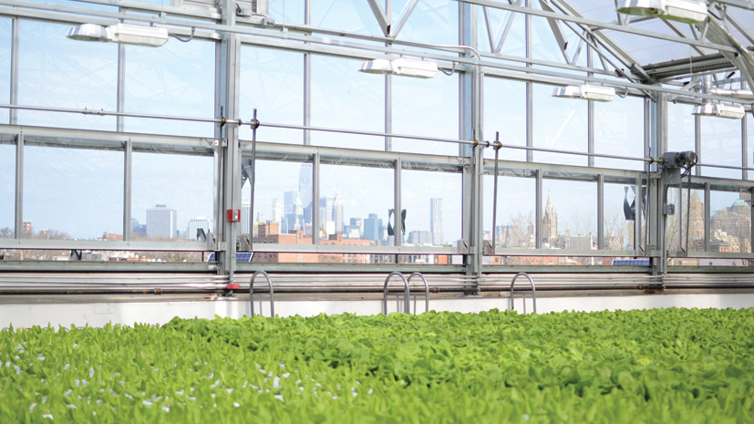 Gotham Greensâ€™ greenhouse is located on top of a Whole Foods Market in Brooklyn.
